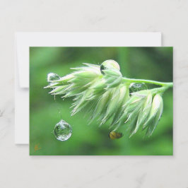 Dauw druppel touw schommel spelende natuur briefkaart