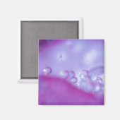 Dauw druppels op bloemblad abstract. magneet (Voorkant / Achterkant)
