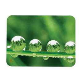 Dauw druppels op groen gras Elegante natuur Magneet