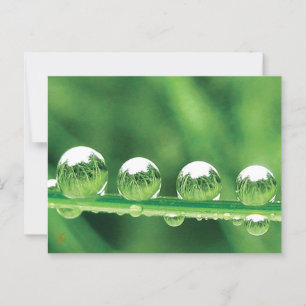 Dauw druppels op groen gras Vreedzaam, kalmerend. Briefkaart