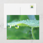 Dauw druppels op groene blad verhaal in de natuur briefkaart (Voorkant / Achterkant)