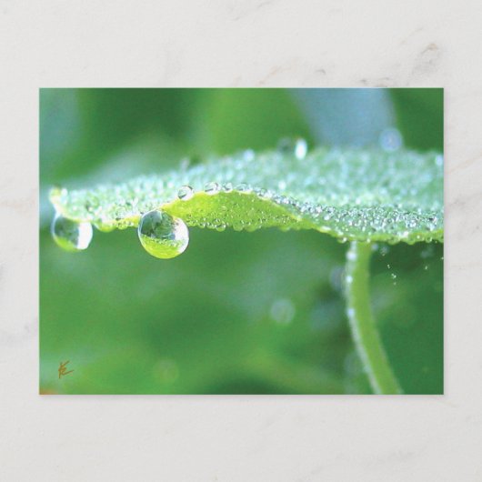 Dauw druppels op groene blad verhaal in de natuur briefkaart (Voorkant)