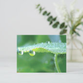 Dauw druppels op groene blad verhaal in de natuur briefkaart (Staand voorkant)