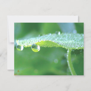 Dauw druppels op groene blad verhaal in de natuur briefkaart