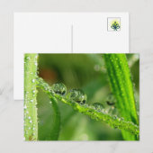Dauw druppels water glijbaan speelse natuur briefkaart (Voorkant / Achterkant)