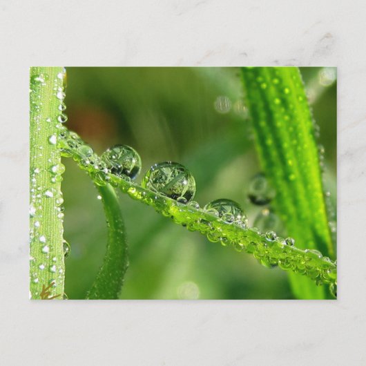 Dauw druppels water glijbaan speelse natuur briefkaart (Voorkant)