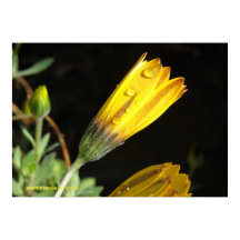 Dauw op een gele daisy