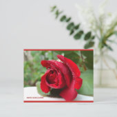 Dauw op een rode roos | Blue Beach Song™-Briefkaar Briefkaart (Staand voorkant)