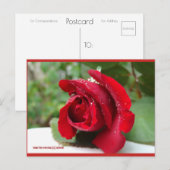 Dauw op een rode roos | Blue Beach Song™-Briefkaar Briefkaart (Voorkant / Achterkant)