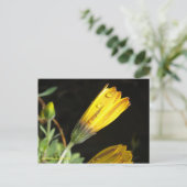 Dauw op een Yellow Daisy - Briefkaart (Staand voorkant)
