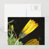 Dauw op een Yellow Daisy - Briefkaart (Voorkant / Achterkant)