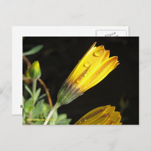 Dauw op een Yellow Daisy - Briefkaart (Voorkant / Achterkant)