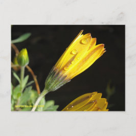 Dauw op een Yellow Daisy - Briefkaart