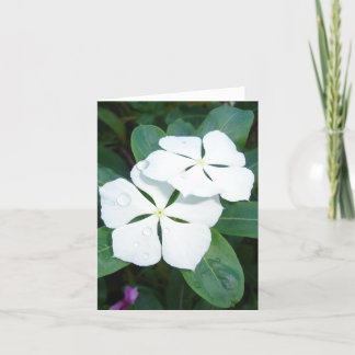 Dauwdruppels op Witte v2 Kaart