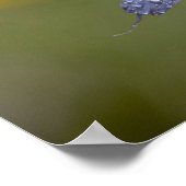 Dauwige Blauwe Ogen Poster (Hoek)