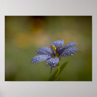 Dauwige Blauwe Ogen Poster