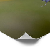 Dauwige Blauwe Ogen Poster (Hoek)