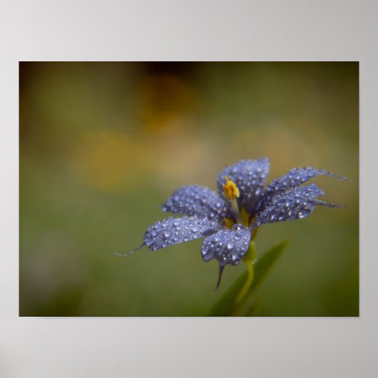 Dauwige Blauwe Ogen Poster (Voorkant)