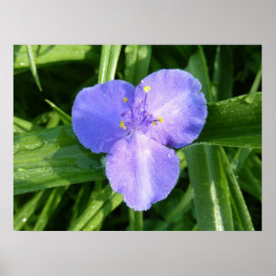 Dauwige Trillium Lente Bosbloem Poster