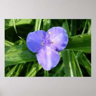 Dauwige Trillium Lente Bosbloem Poster