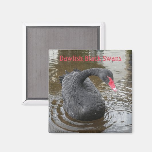 Dawlish Black Swan Magneet (Voorkant / Achterkant)