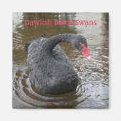 Dawlish Black Swan Magneet (Voorkant)