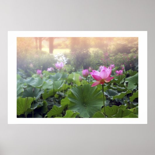 Dawn on Lotus Pond Poster (Voorkant)
