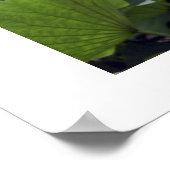 Dawn on Lotus Pond Poster (Hoek)