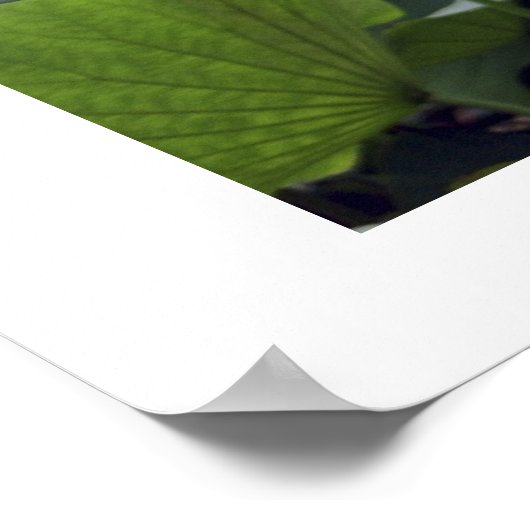 Dawn on Lotus Pond Poster (Hoek)