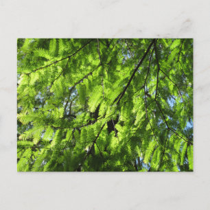 Dawn Redwood (Metasequoia) Briefkaart