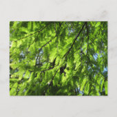 Dawn Redwood (Metasequoia) Briefkaart (Voorkant)