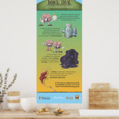 Dawn Trial Infographic Poster (Keuken)