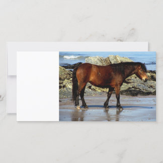 Daxrtmoor pony op het afgelegen strand in Zuid-Dev