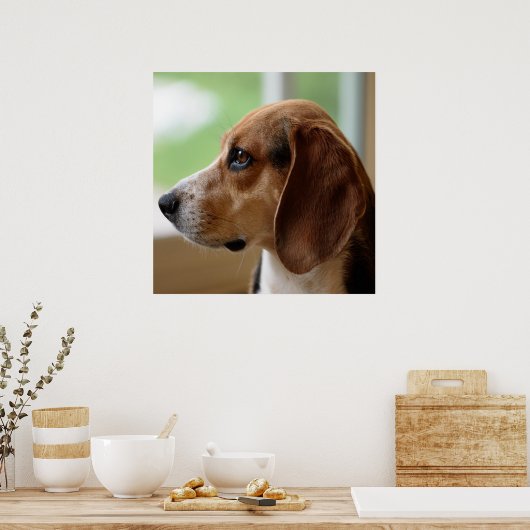 Day Dreaming Beagle Poster (Keuken)