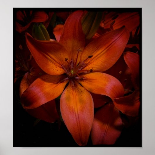Day Lilly Poster (Voorkant)
