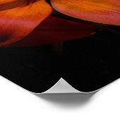 Day Lilly Poster (Hoek)
