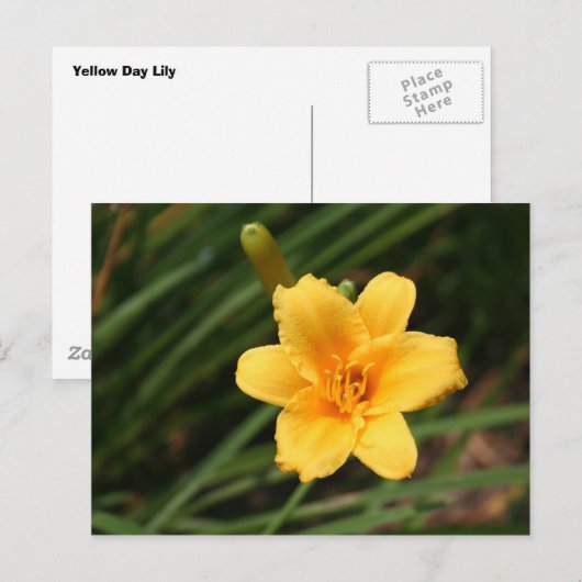 Day Lily Briefkaart (Voorkant / Achterkant)