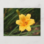 Day Lily Briefkaart (Voorkant)