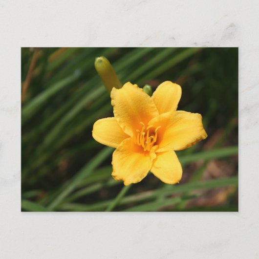Day Lily Briefkaart (Voorkant)