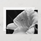Day Lily Briefkaart (Voorkant / Achterkant)