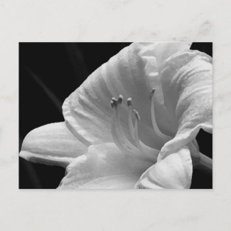 Day Lily Briefkaart
