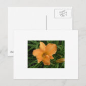 Day Lily Briefkaart (Voorkant / Achterkant)