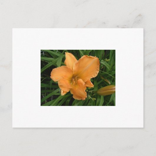 Day Lily Briefkaart (Voorkant)