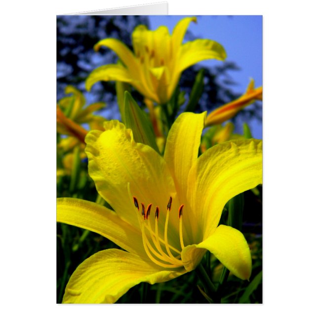 Day Lily Card (Voorkant)