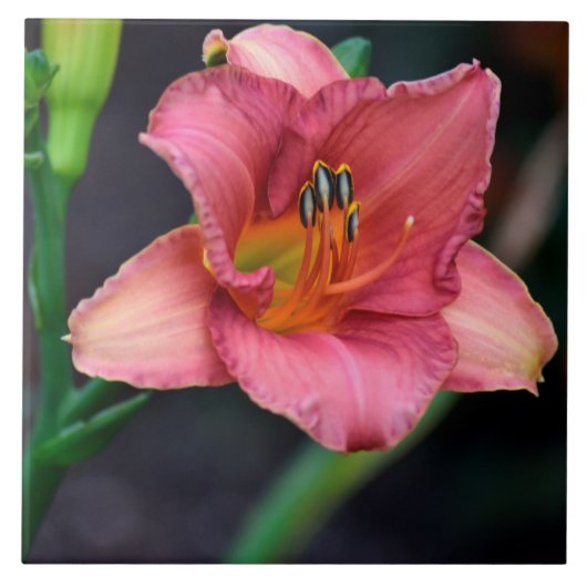 Day Lily Macro afbeelding Tegeltje (Voorkant)