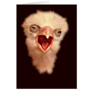 Day Old Falcon Chick