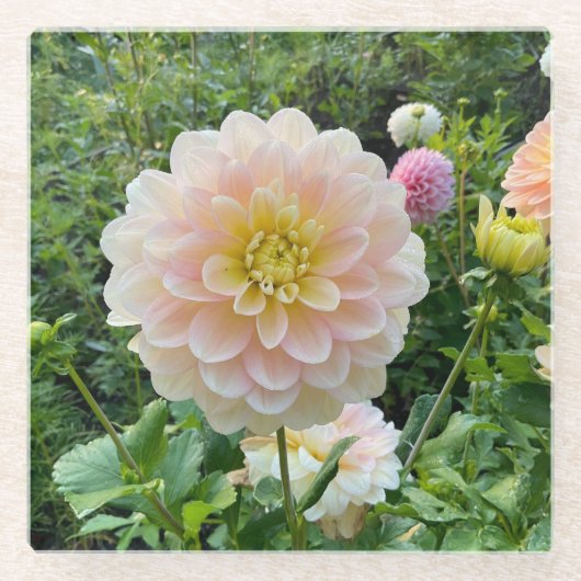 Daydreamer Dahlia, lichtroze ventilator Glazen Onderzetter (Voorkant)