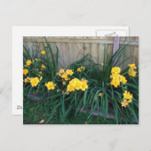 Daylileugens Briefkaart (Voorkant / Achterkant)