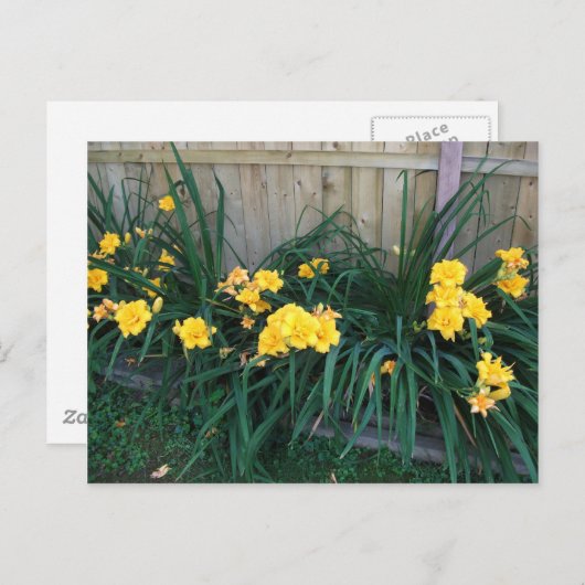 Daylileugens Briefkaart (Voorkant / Achterkant)