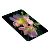 Daylileugens Magneet (Rechterzijde)